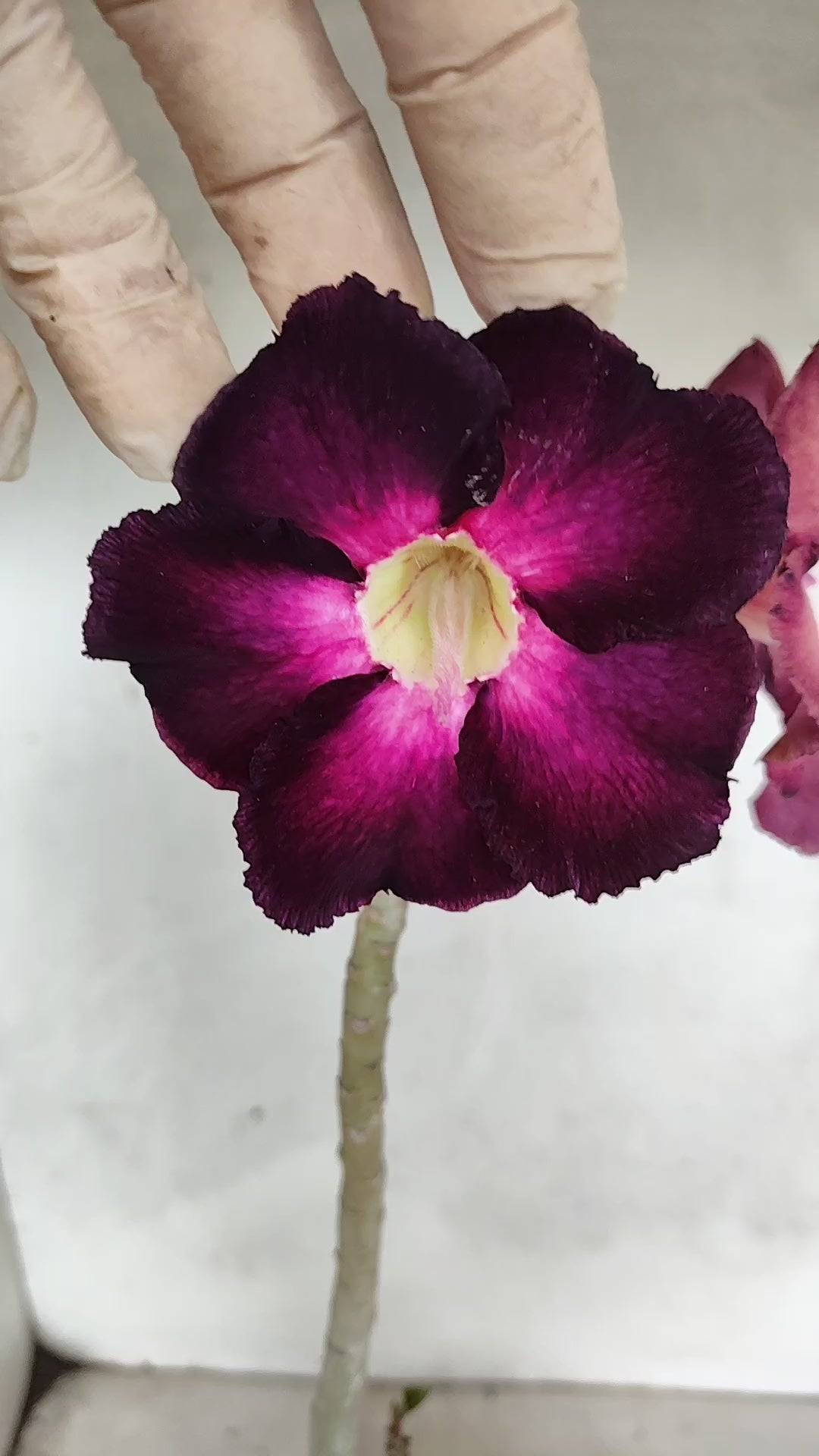 Planta Simples 3584 – 35cm – 03 anos