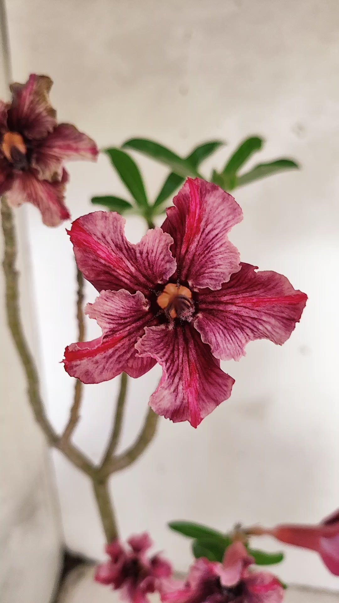 Planta Simples 3090 – 35cm – 03 anos