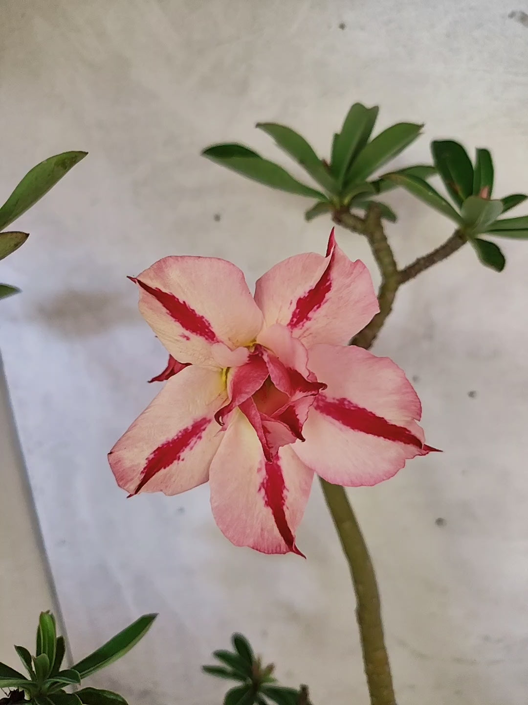 Planta Dobrada 3872 – 40cm – 03 anos
