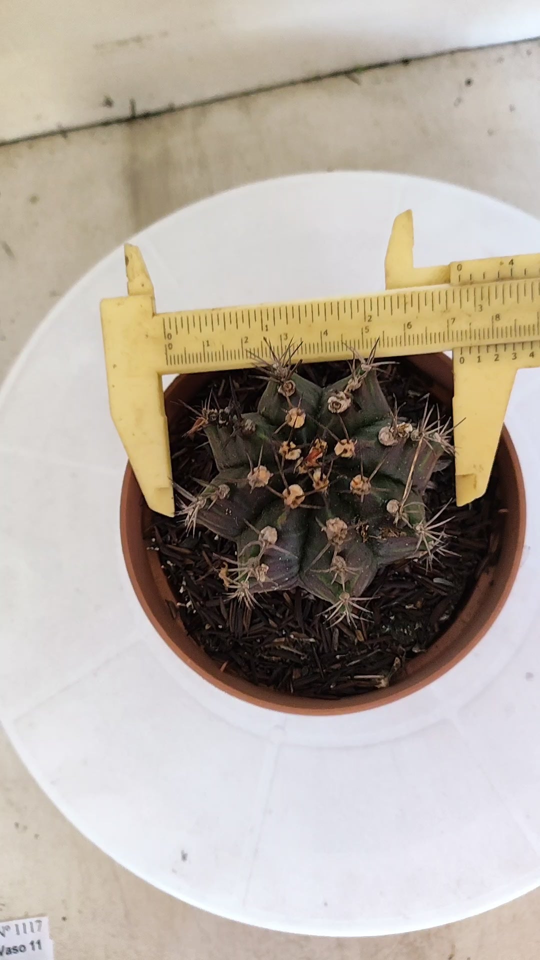 GYMNOCALYCIUM Mihanovichii "PURPLE - Variegata" Nº 1106 – vaso 11