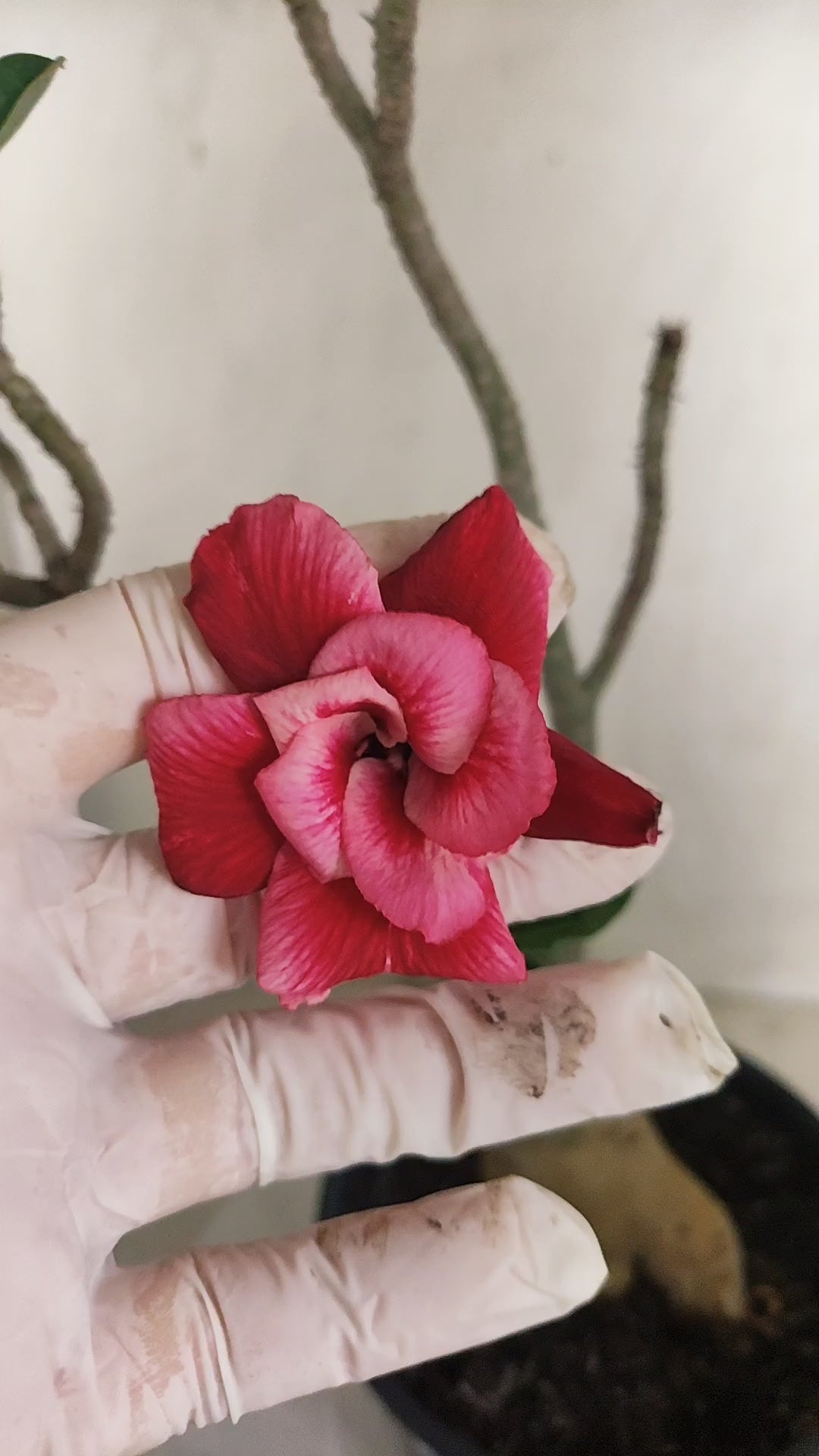 Planta Dobrada 3997 – 35cm – 03 anos - Vaso 15
