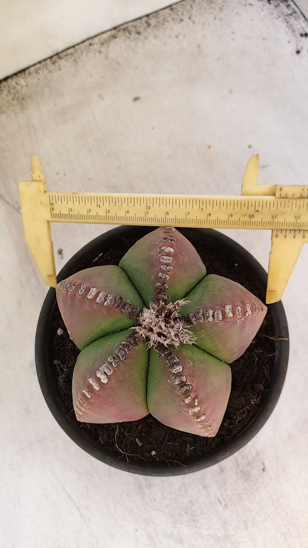 ASTROPHYTUM MYRIOSTIGMA  Nº 159 – vaso 15