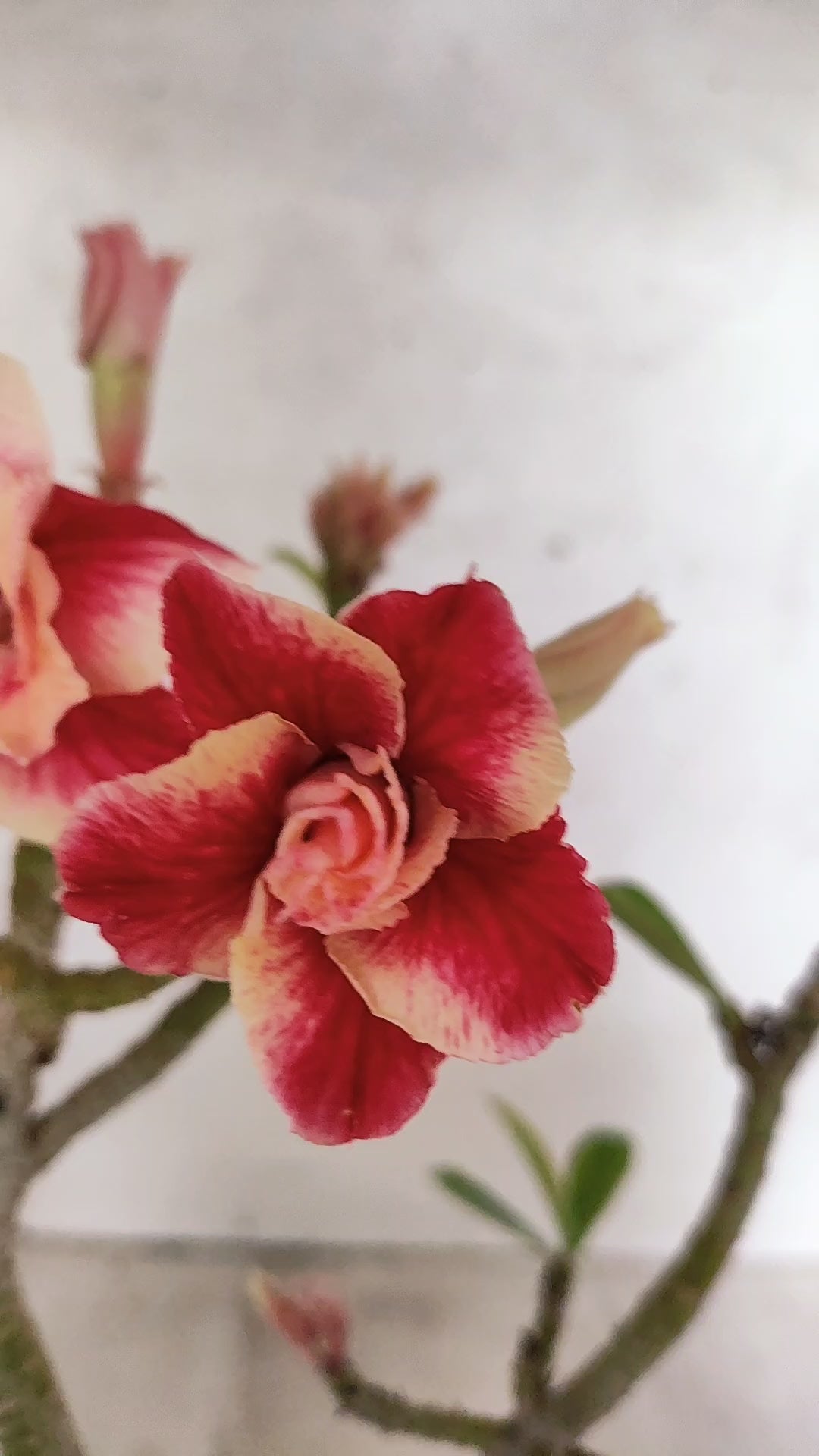 Planta Dobrada 3900 – 35cm – 03 anos