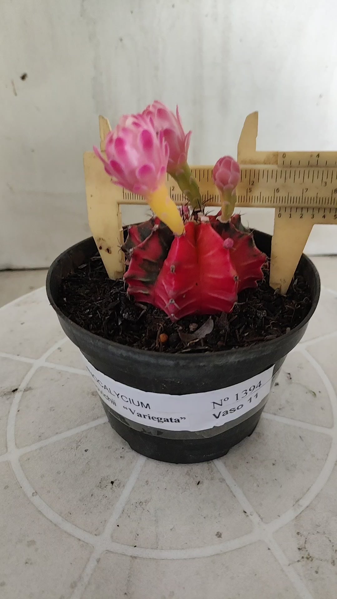 Matriz GYMNOCALYCIUM Mihanovichii Variegata Nº 1394 – vaso 11