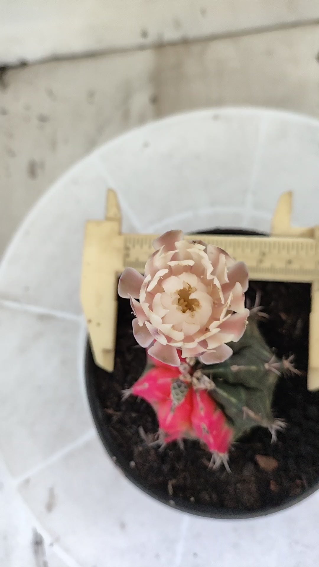GYMNOCALYCIUM Mihanovichii Variegata Nº 1688 – vaso 11