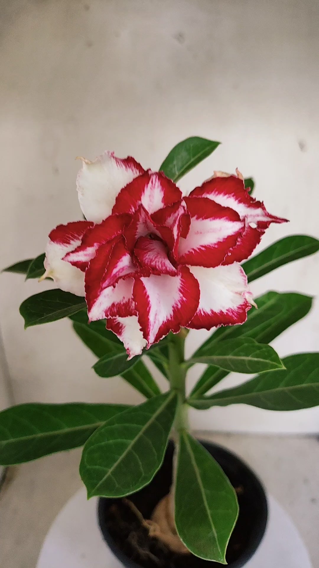 ENXERTO 12860 – 30cm (cor LM 797) Id: FERRARI