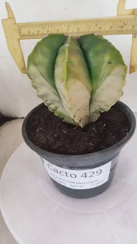 MATRIZ ASTROPHYTUM cv KIKKO "Variegata" Nº 429 – vaso 15