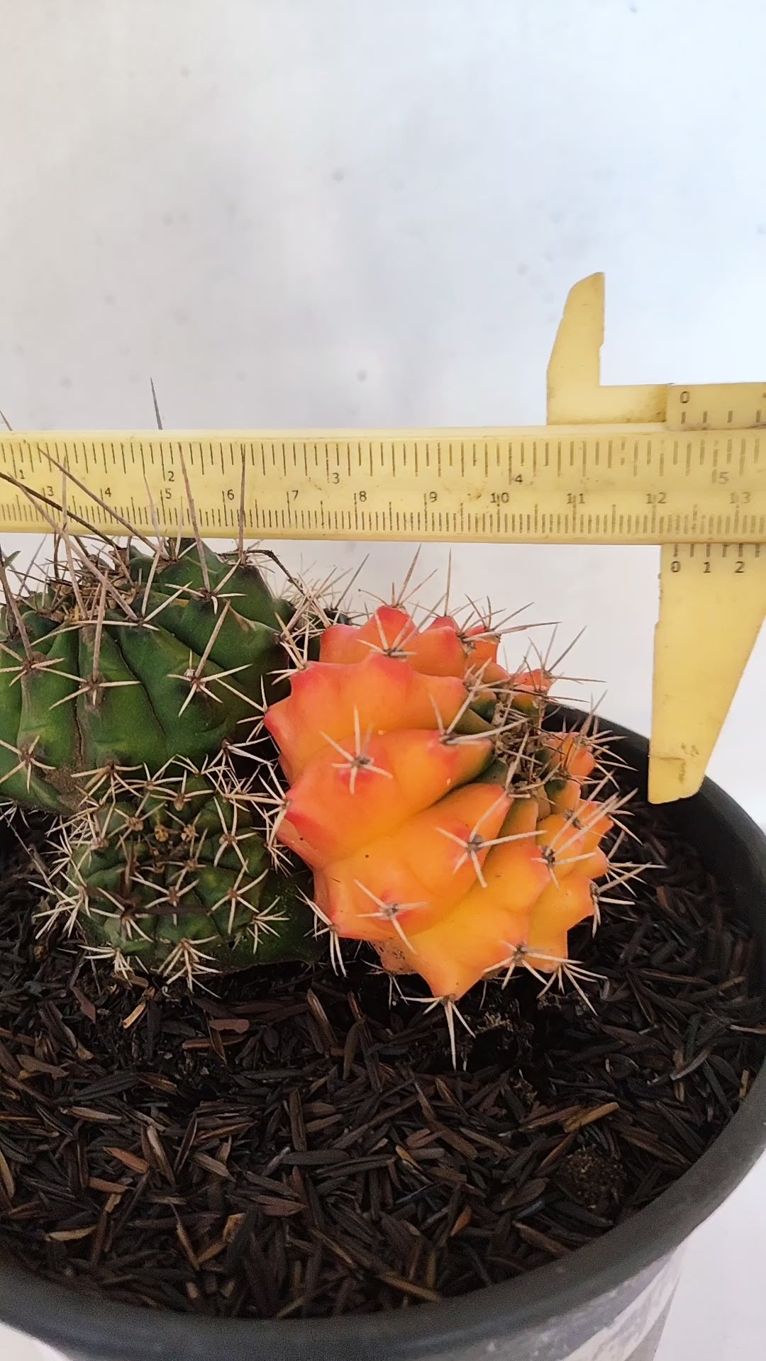 GYMNOCALYCIUM Mihanovichii "Variegata - Colônia" Nº 152 – vaso 15