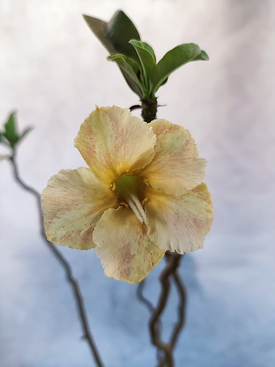 Planta MATRIZ Simples Nº 34 – 80cm – 05 anos