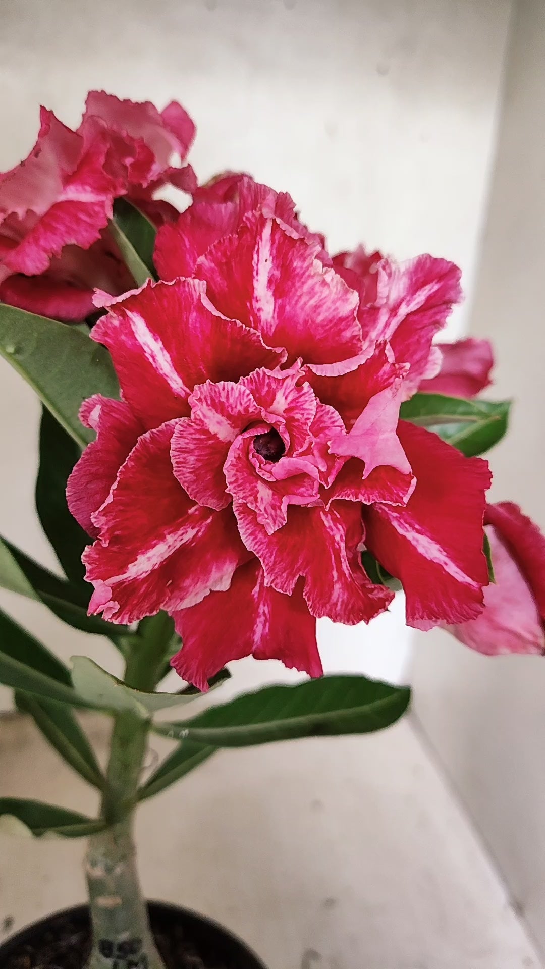 ENXERTO 12452 – 20cm (cor LM 850)