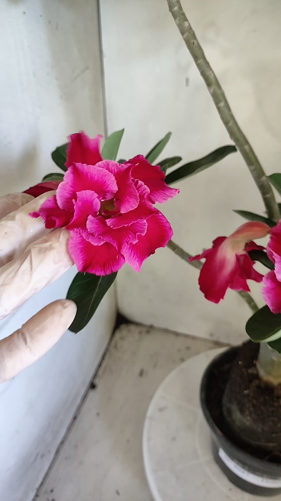 Planta Dobrada 4047 – 4?35cm – 03 anos - Vaso 15