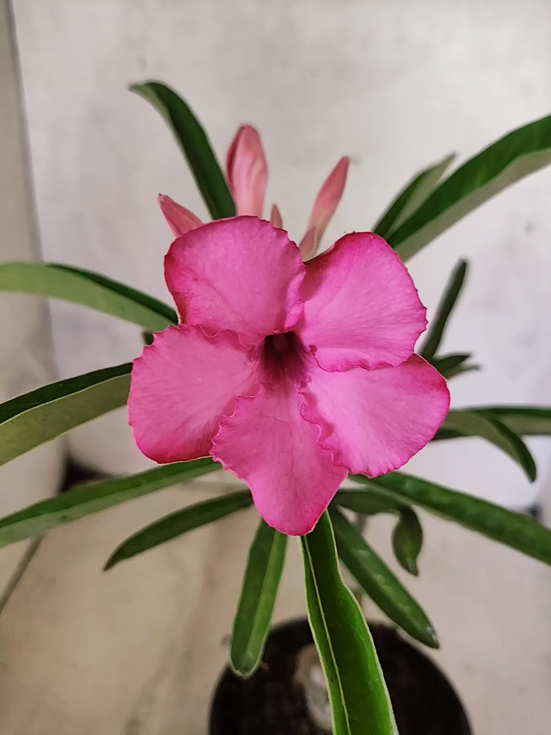 ENXERTO 12698 – 20cm (cor LM 512)