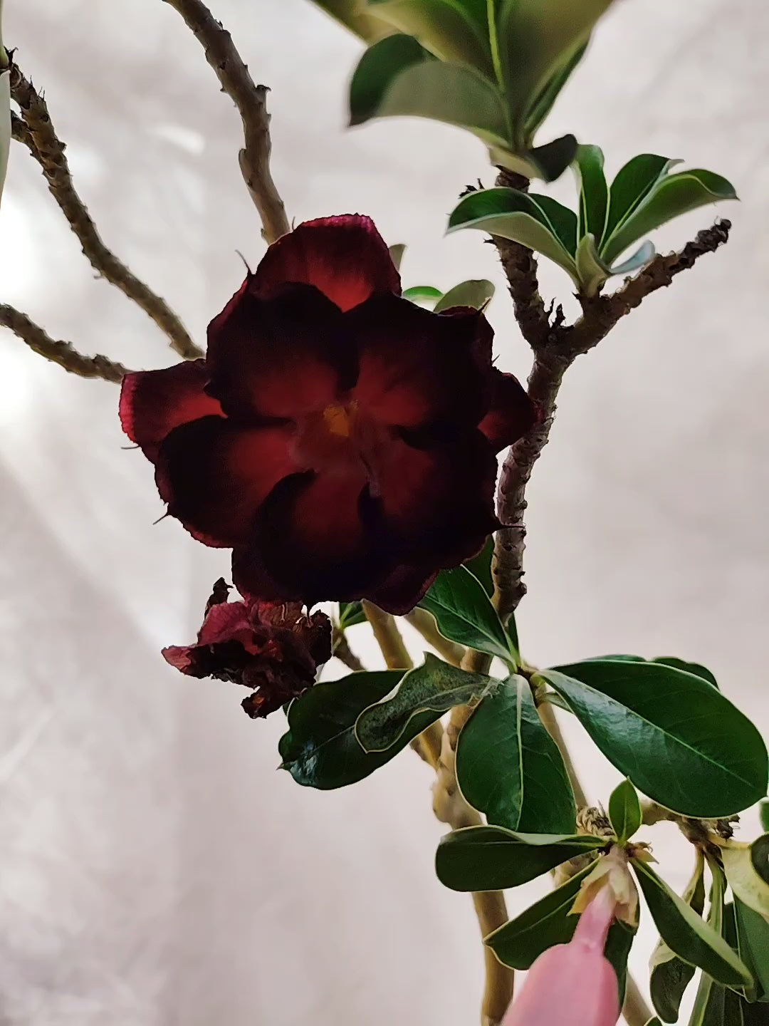 Planta MATRIZ Dobrada Nº 31 – 75cm – 06 anos