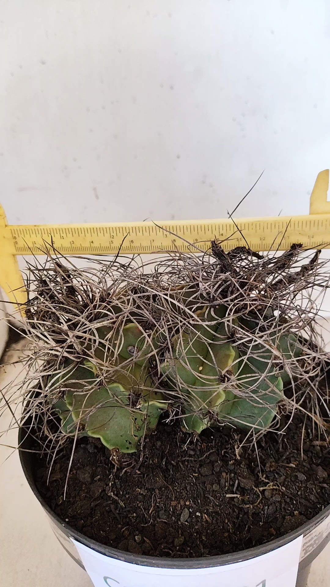 ASTROPHYTUM CAPRICÓRNIO "BICÉFALO" Nº 121 – vaso 17