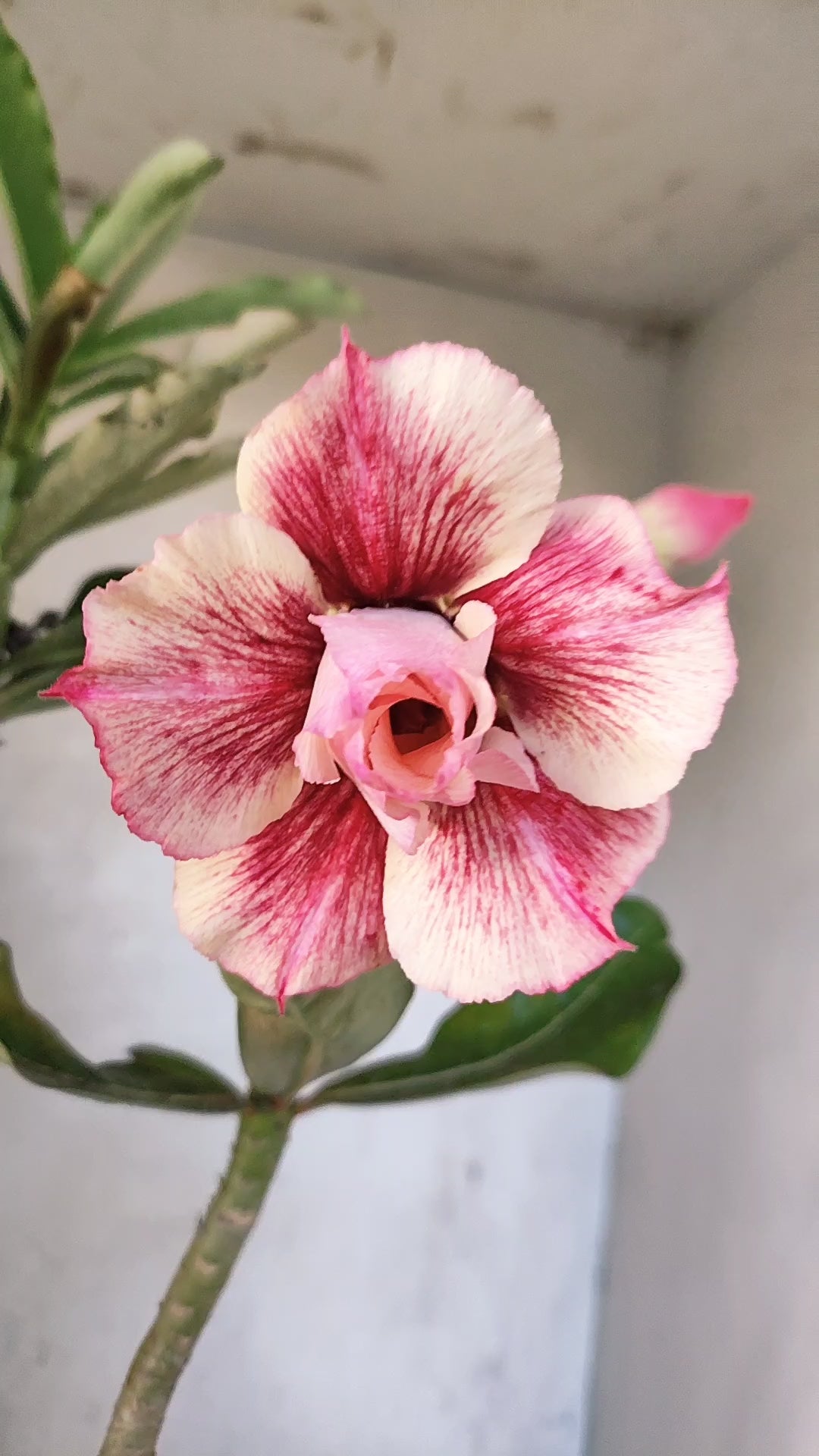 Planta Dobrada 3931 – 35cm – 03 anos