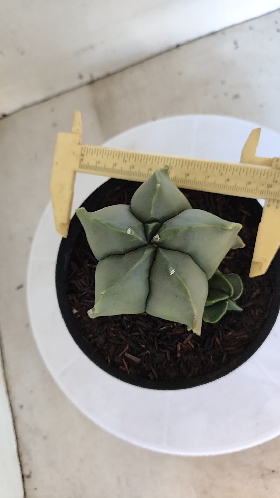 ASTROPHYTUM MYRIOSTIGMA "BICÉFALO" Nº 1214 – vaso 15