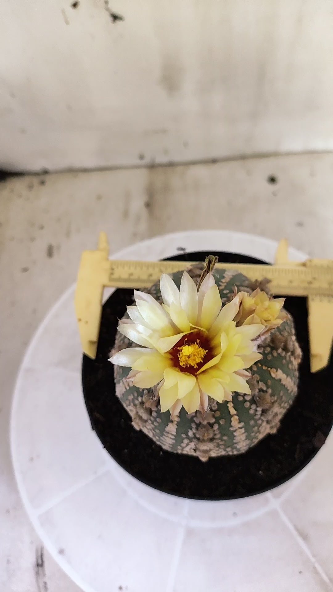 Matriz ASTROPHYTUM ASTERIAS SUPER KABUTO Nº 710 – vaso 15