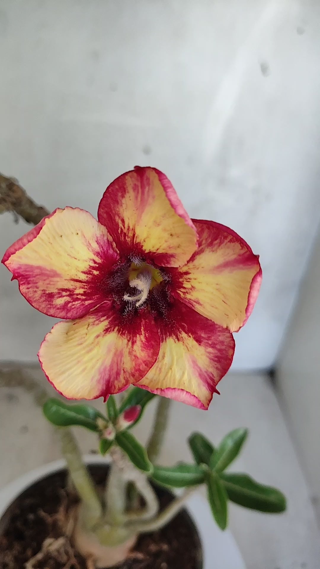 Planta Simples 3590 – 30cm – 03 anos