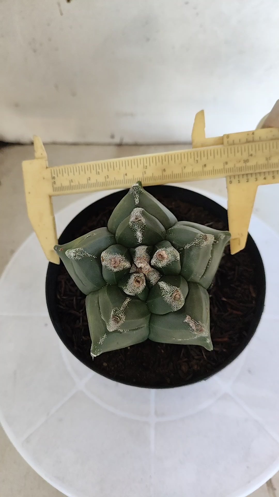 ASTROPHYTUM cv KIKKO  Nº 1211 – vaso 15