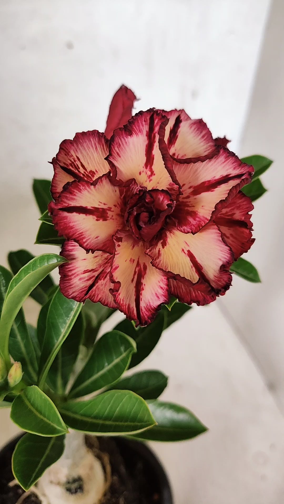 ENXERTO 12723– 25cm (cor LM 914)