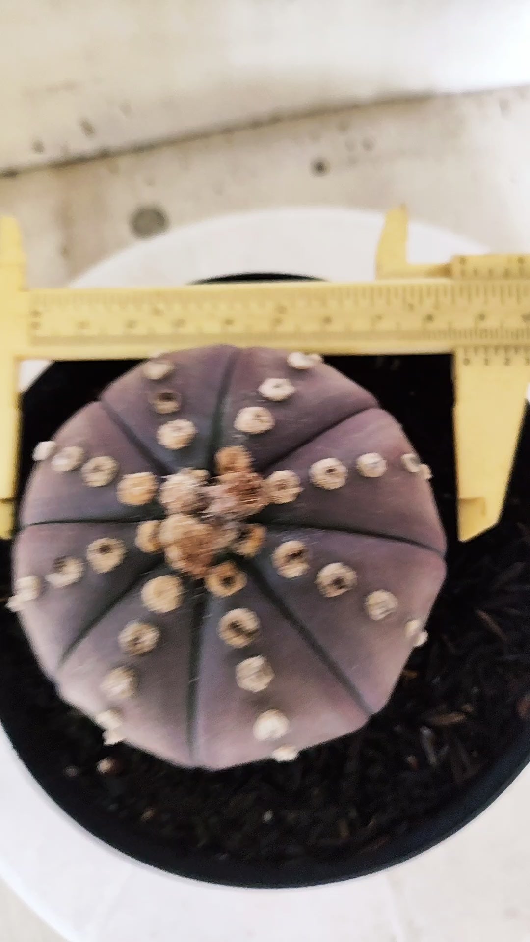 MATRIZ ASTROPHYTUM ASTÉRIAS "Purple" Nº 1819 – vaso 15