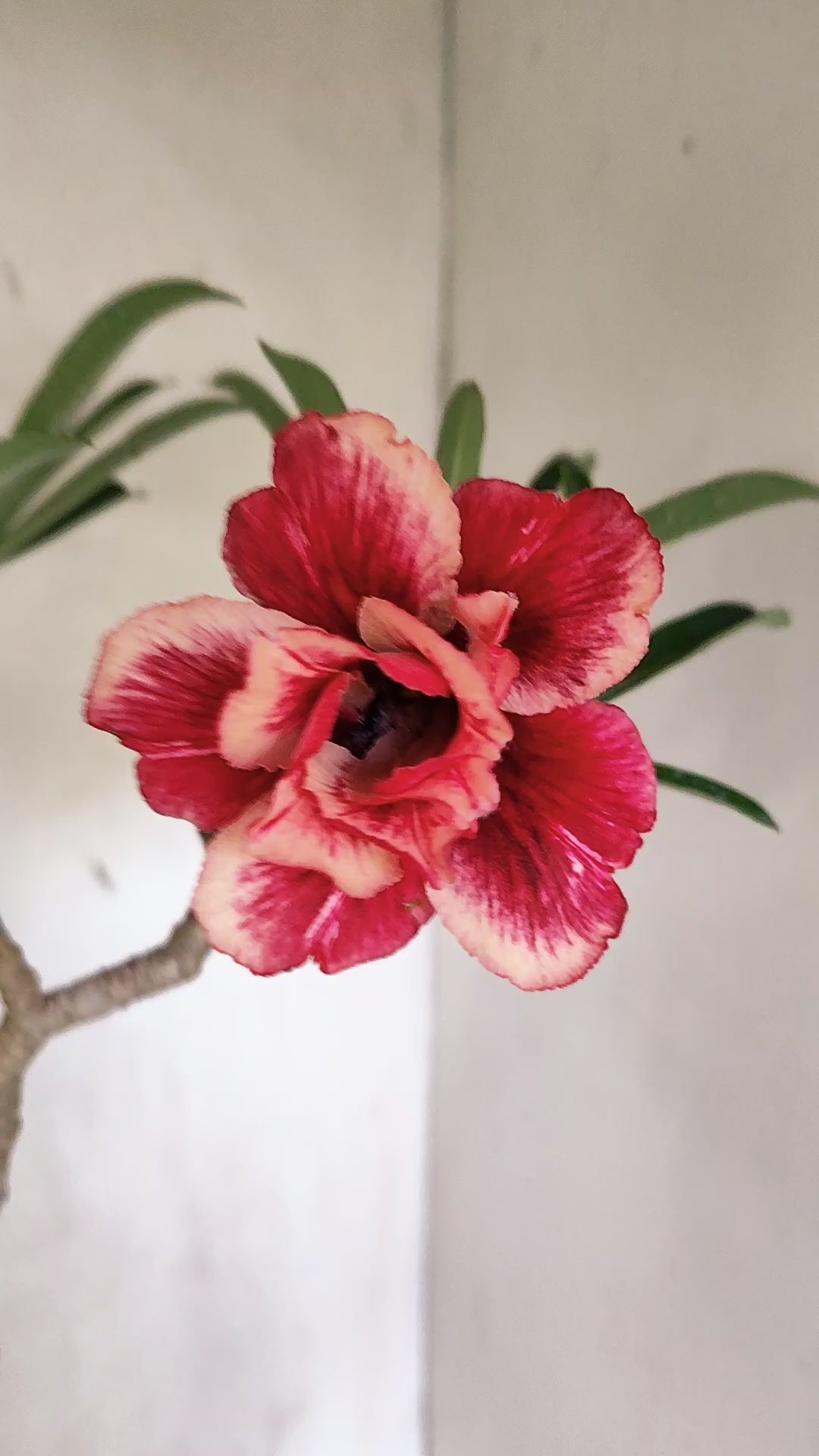 Matriz Planta Dobrada 306 –  45cm – 03 anos - Vaso 17