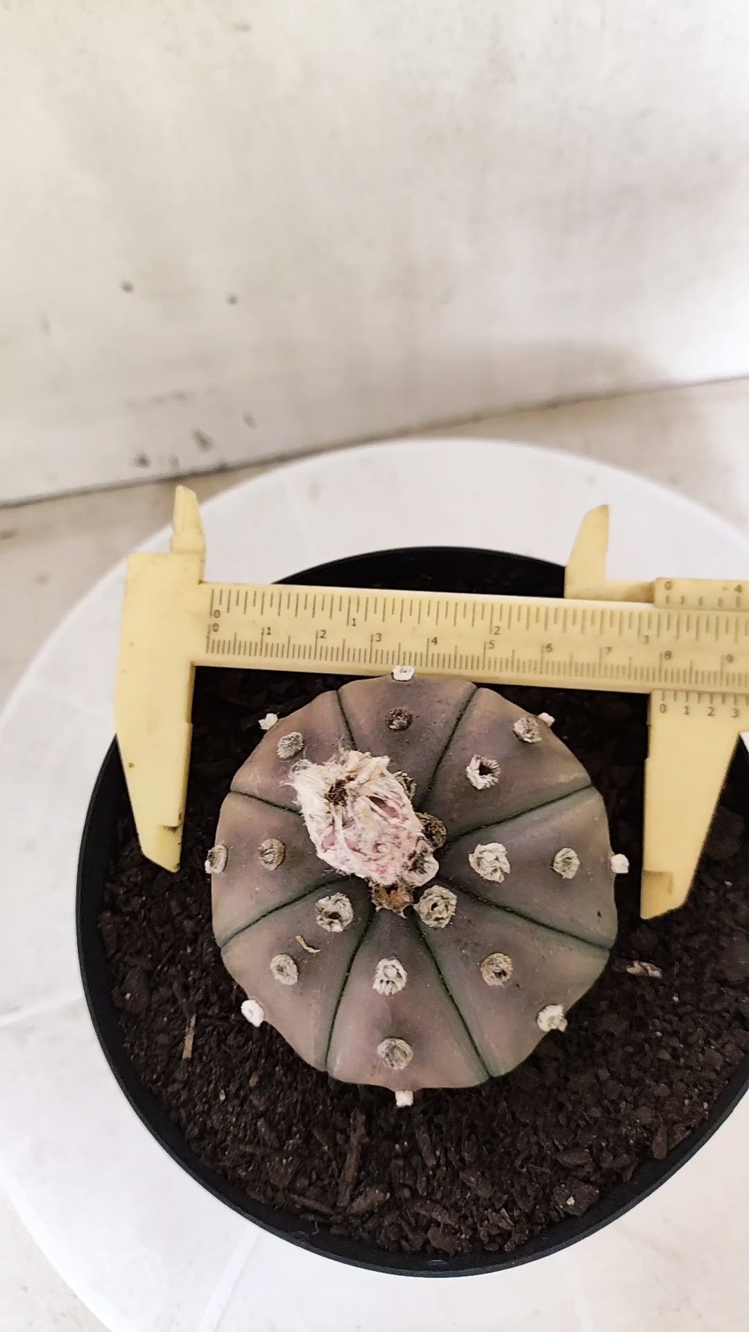 ASTROPHYTUM ASTERIAS "STAR SHAPE - Purple  Nº 1809 – vaso 15