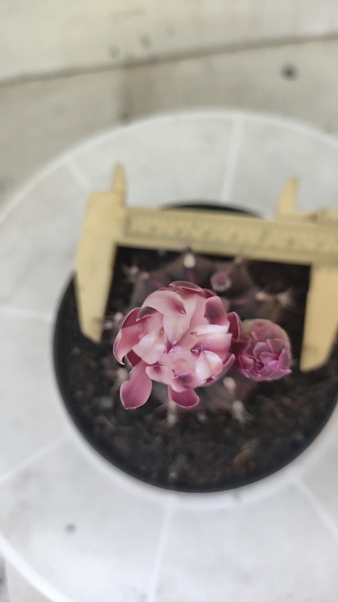 Matriz GYMNOCALYCIUM  "Black Widow" - Nº 1516 – vaso 11
