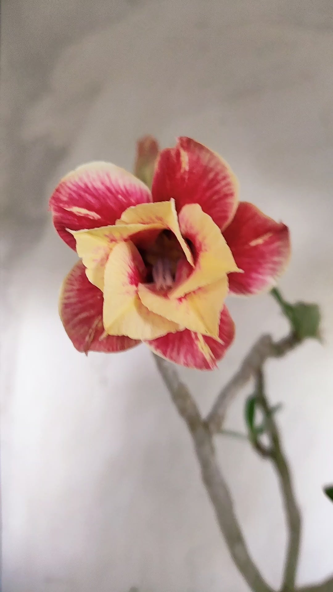 Planta Dobrada 4009 – 40cm – 03 anos - Vaso 15