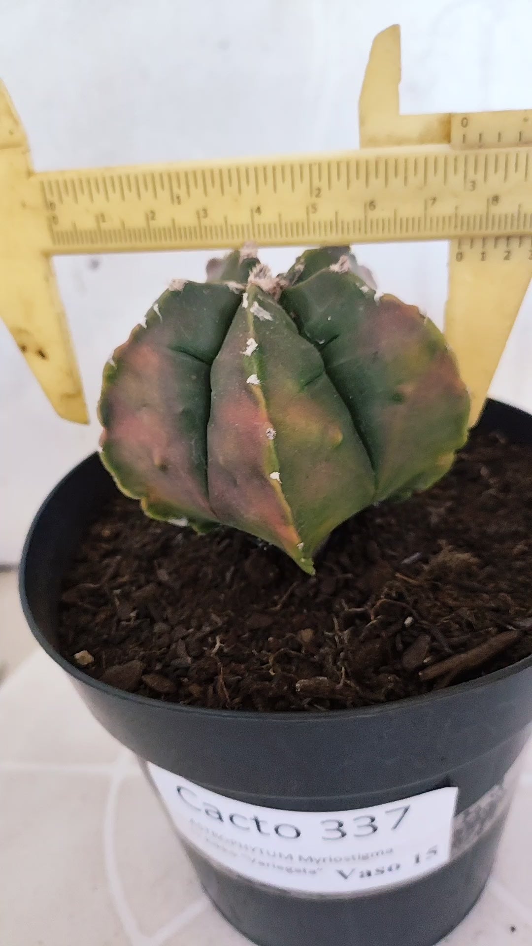 MATRIZ ASTROPHYTUM cv KIKKO  "Variegata" Nº 337 – vaso 15