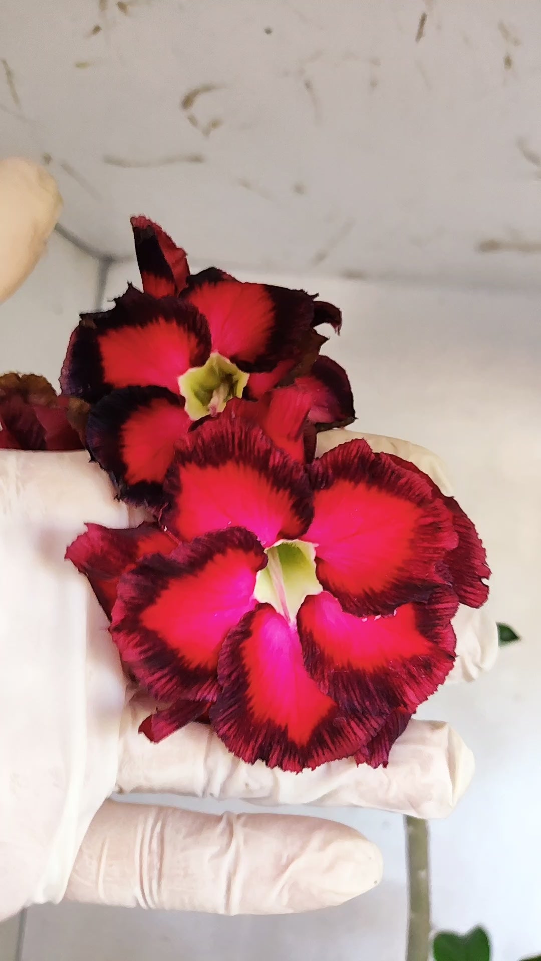 Planta Dobrada 3979 – 35cm – 03 anos