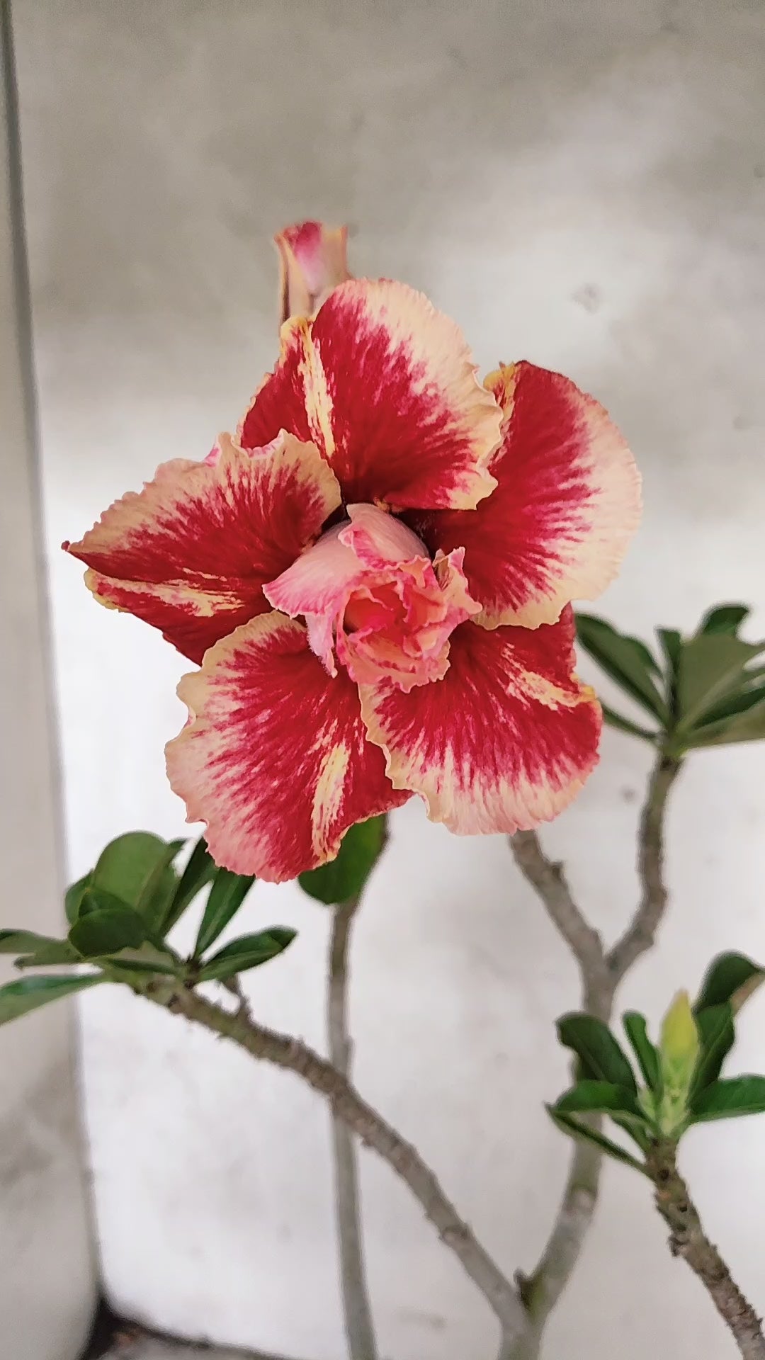 Planta Dobrada 3930 – 35cm – 03 anos