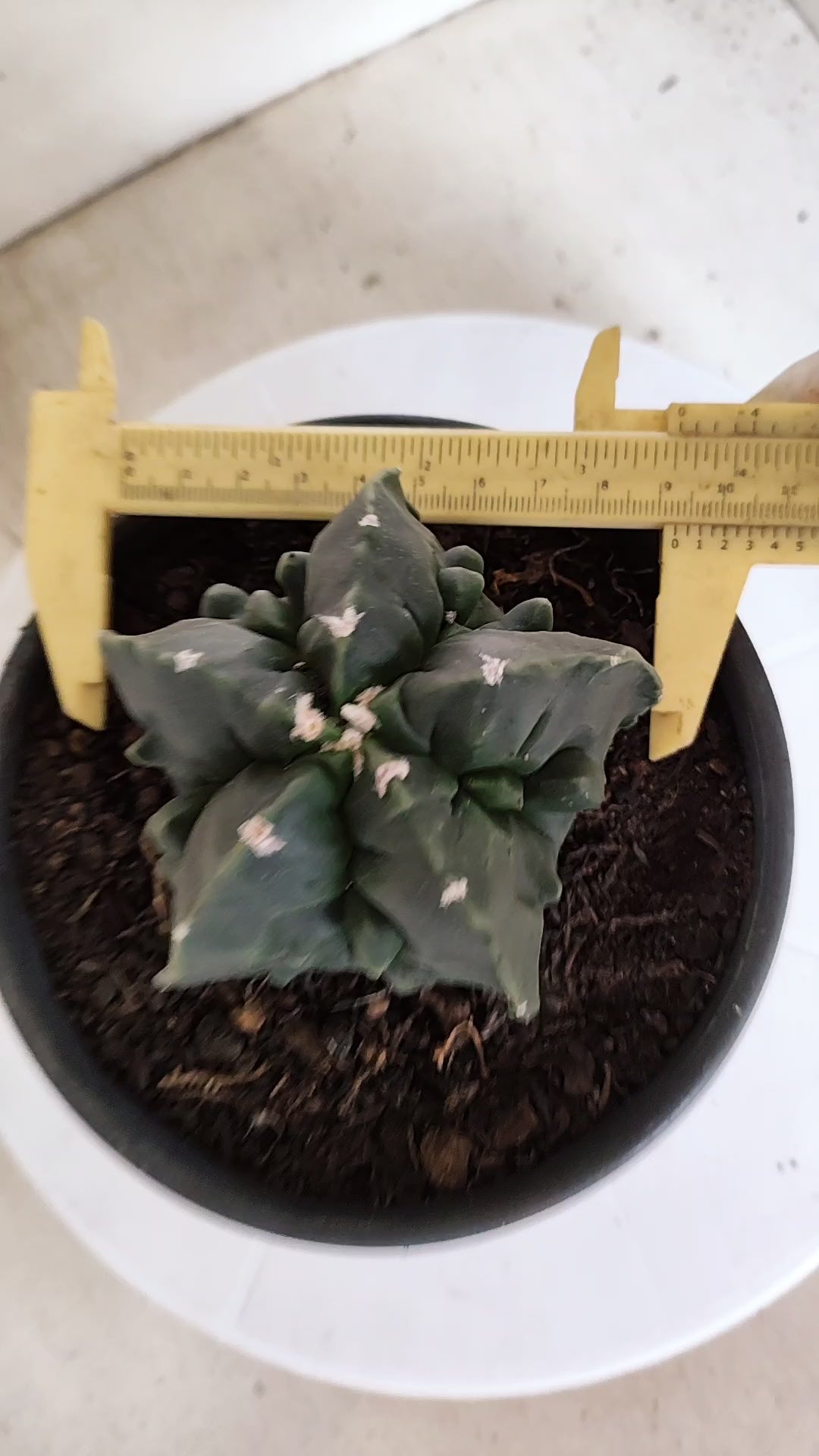 MATRIZ ASTROPHYTUM cv KIKKO "Fukuryu Nudum"  Nº 1143 – vaso 15