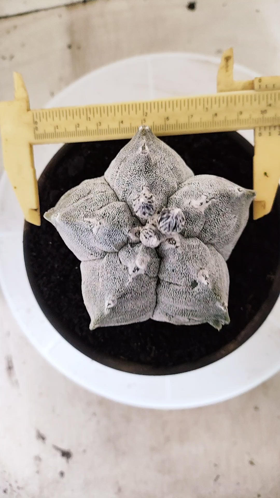 Matriz ASTROPHYTUM MYRIOSTIGMA cv KIKKO Nº 71 – vaso 15