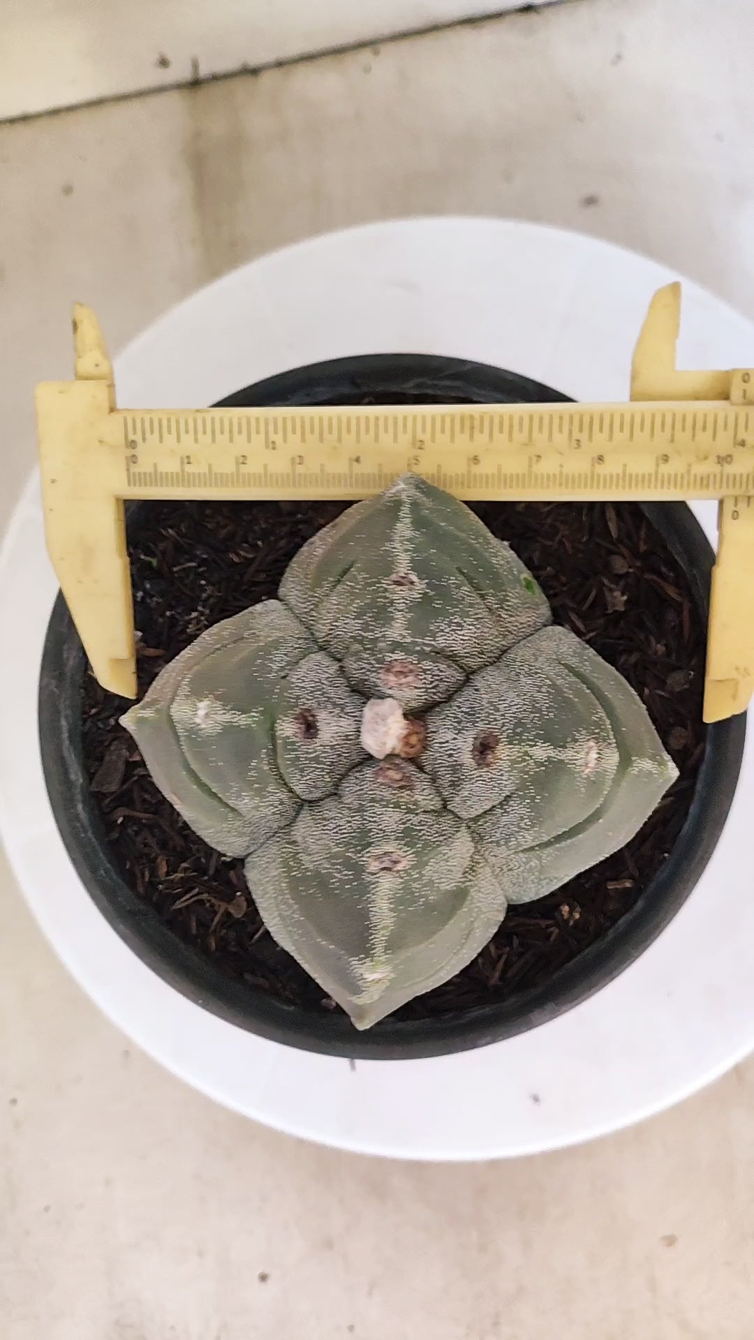 MATRIZ ASTROPHYTUM cv KIKKO "4 QUINAS - Variegata"  Nº 1145 – vaso 15