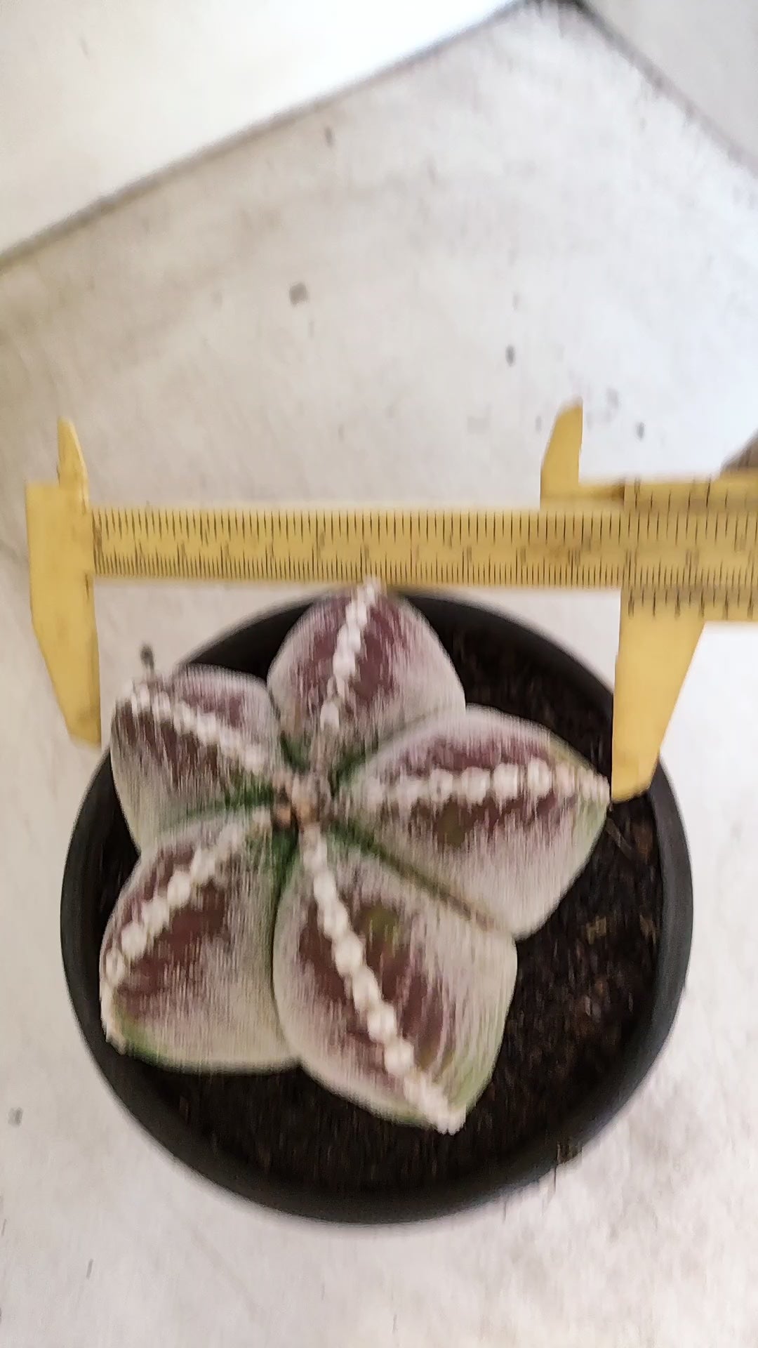 MATRIZ ASTROPHYTUM Myriostigma  Nº 56 – vaso 15