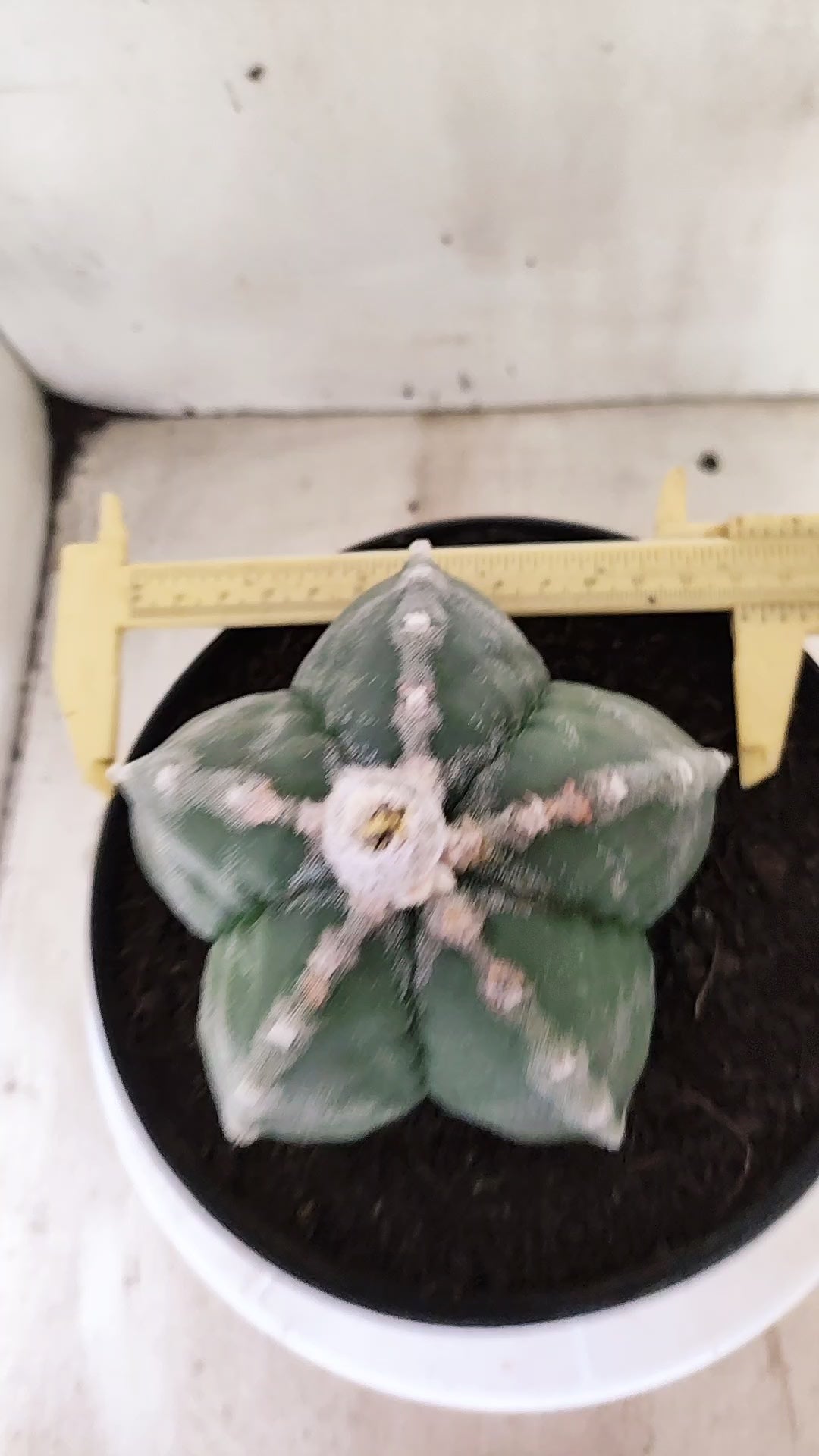 MATRIZ ASTROPHYTUM cv KIKKO  Nº 761 – vaso 17