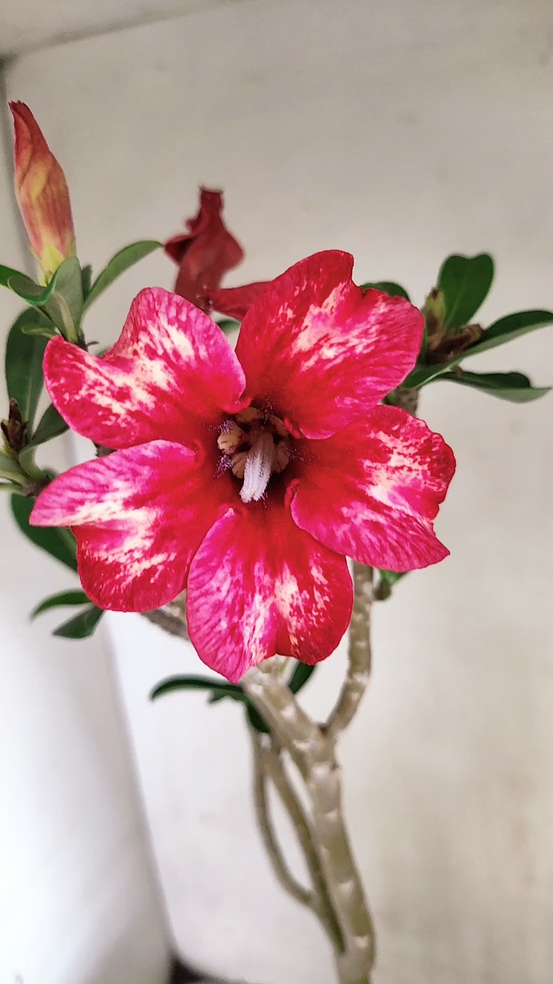 MATRIZ Planta Simples 296 – 40cm – 03 anos - vaso 20