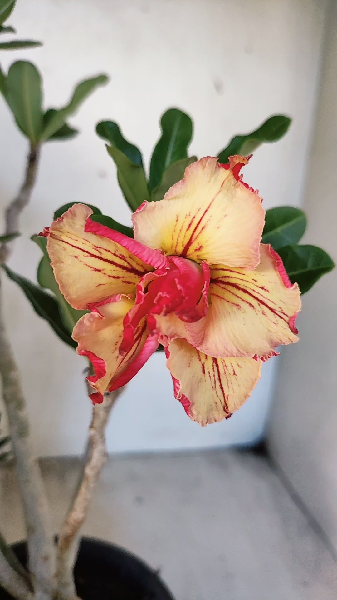 Planta Dobrada 3940 – 35cm – 03 anos