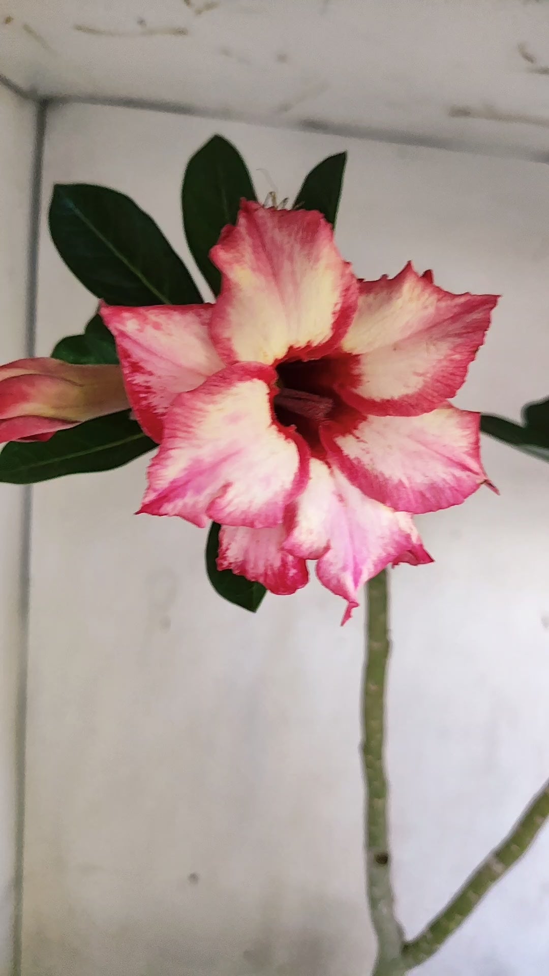 Matriz Planta Dobrada 308 –  50cm – 03 anos - Vaso 17