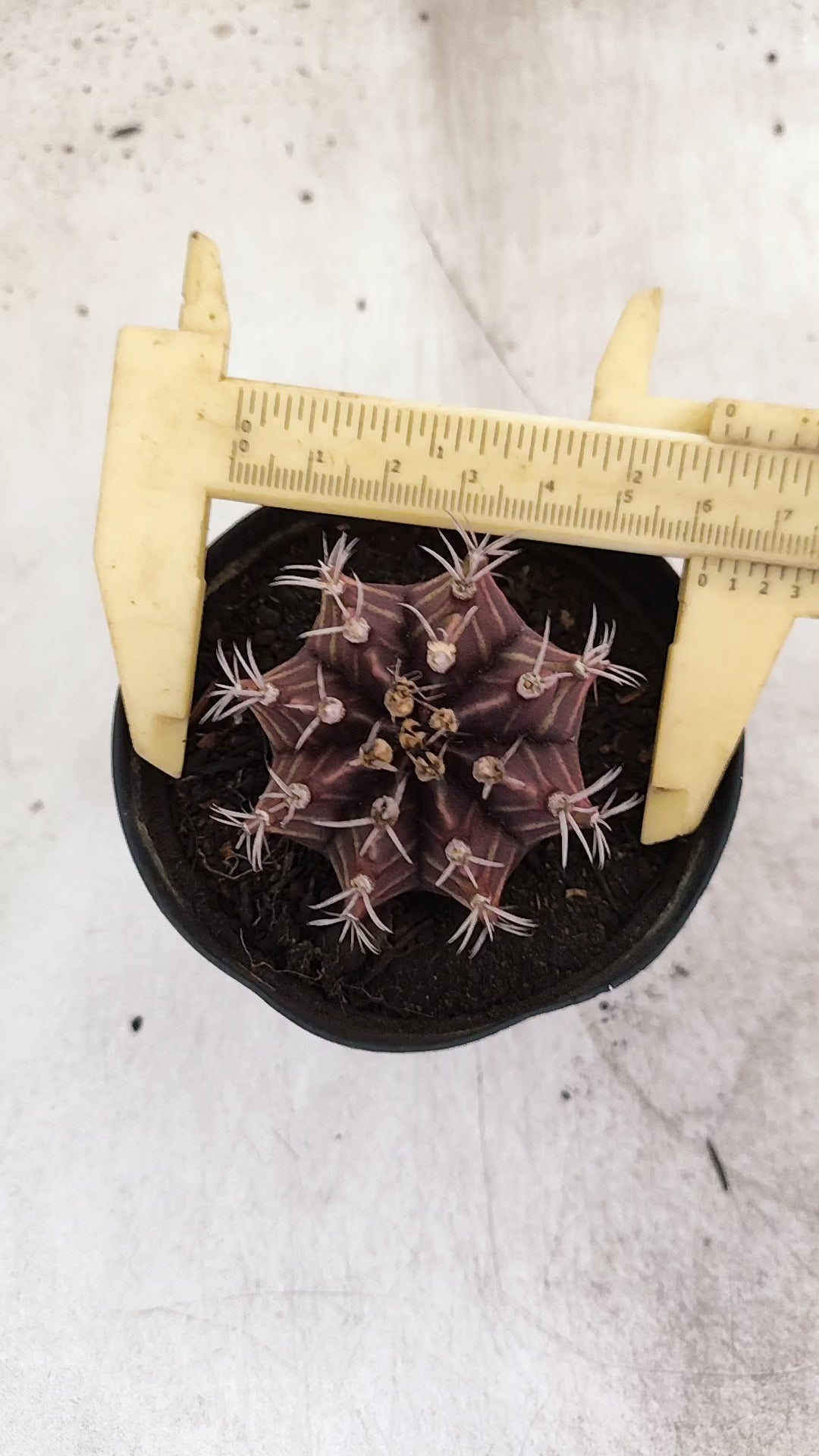 GYMNOCALYCIUM Mihanovichii Purple Nº 702 – vaso 09