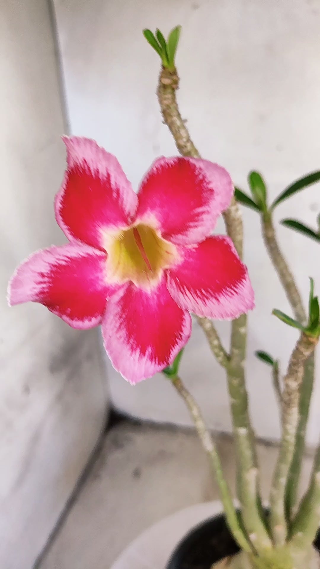 Planta Simples 3591 – 35cm – 03 anos