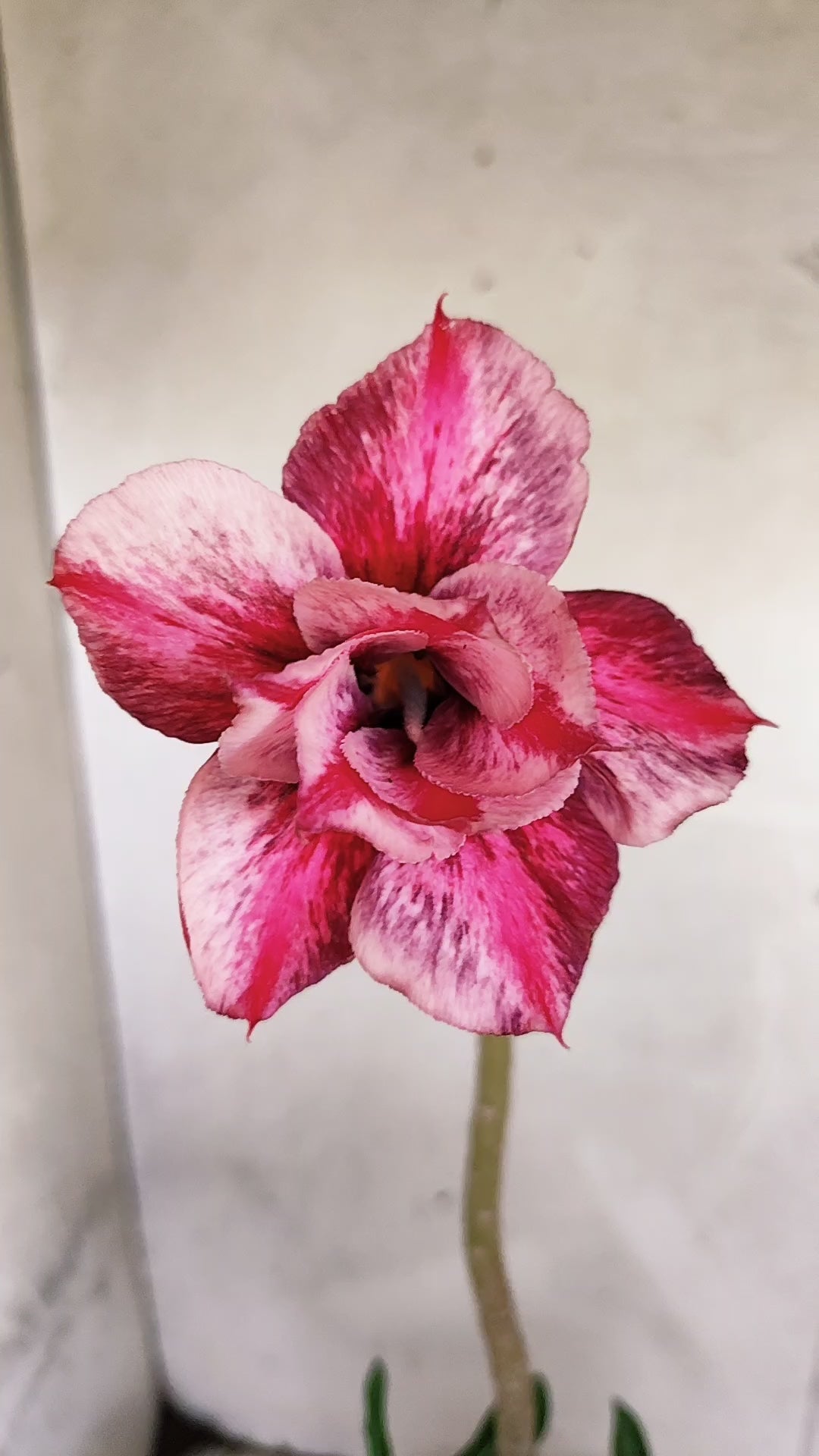 Planta Dobrada 3558 – 30cm – 02 anos