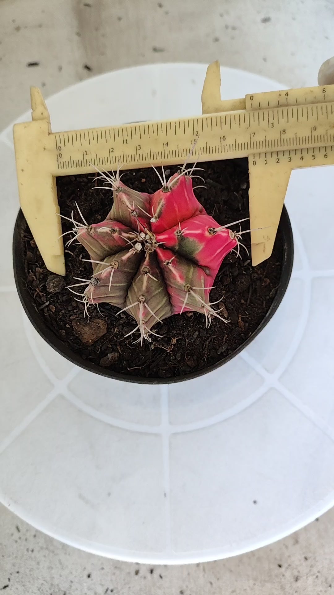 GYMNOCALYCIUM Mihanovichii "Variegata" Nº 1231 – vaso 11