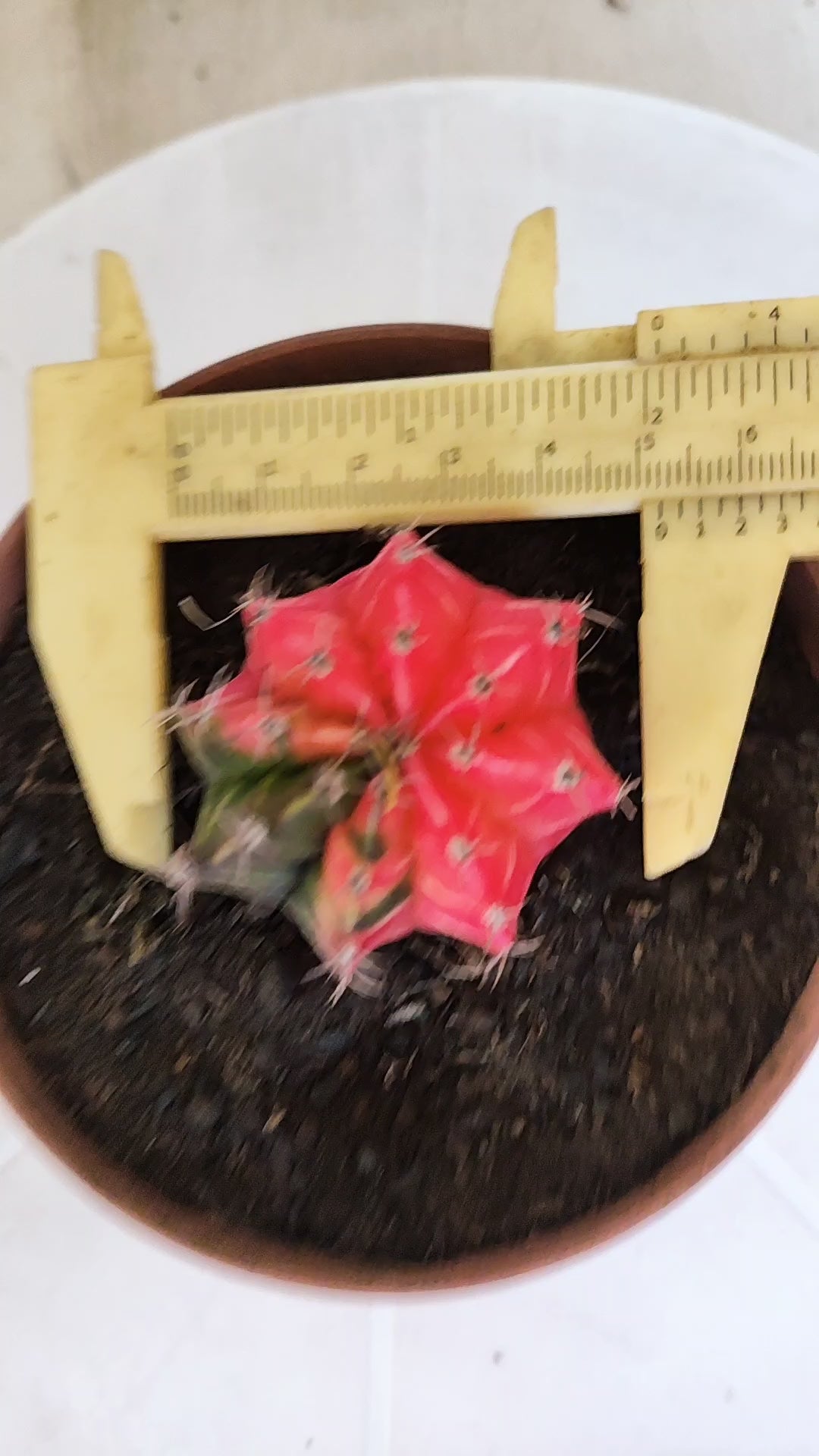 GYMNOCALYCIUM Mihanovichii "Variegata" Nº 1262 – vaso 11