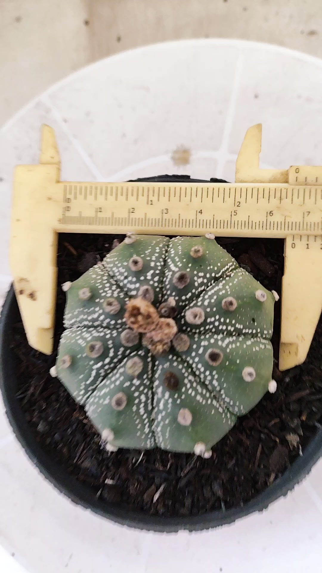 ASTROPHYTUM ASTERIAS SUPER KABUTO Nº 1413 – vaso 11