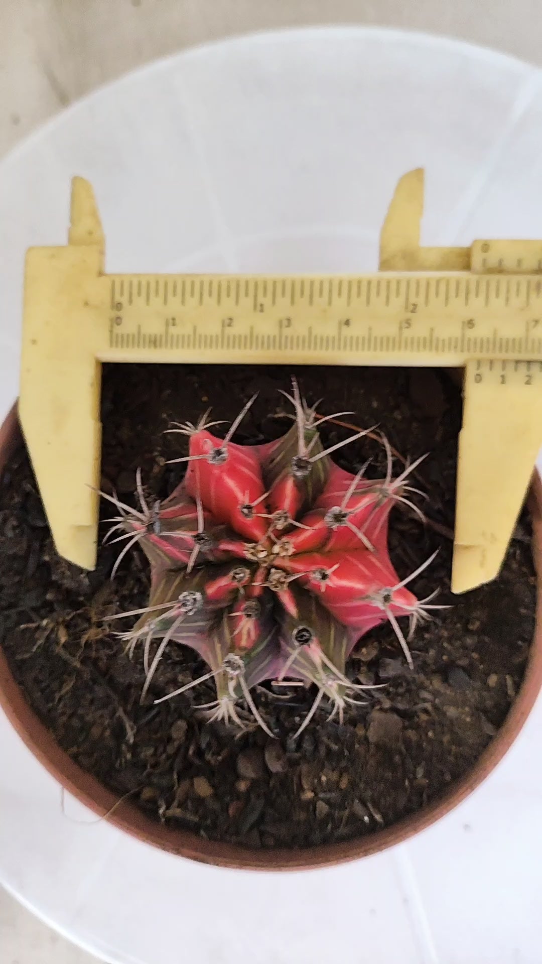 GYMNOCALYCIUM Mihanovichii "Variegata" Nº 1260 – vaso 11