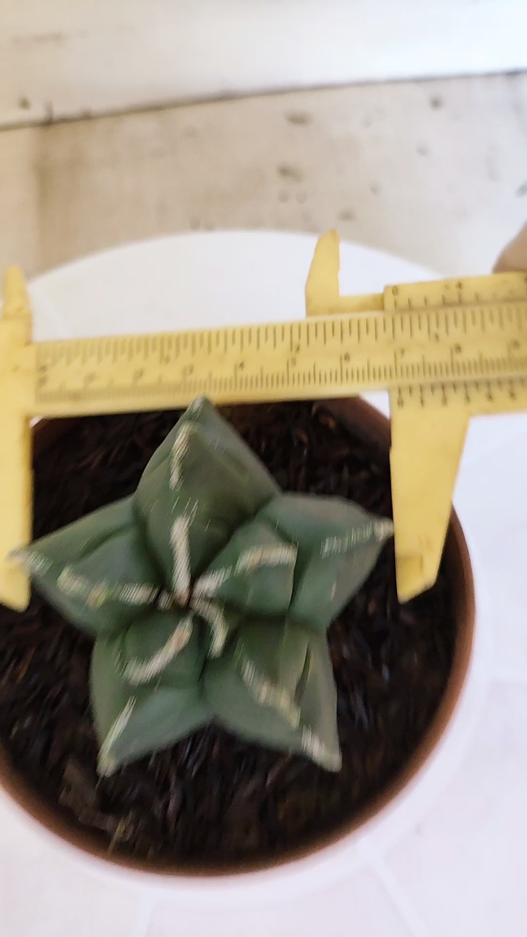 MATRIZ ASTROPHYTUM cv KIKKO  Nº 1253 – vaso 11