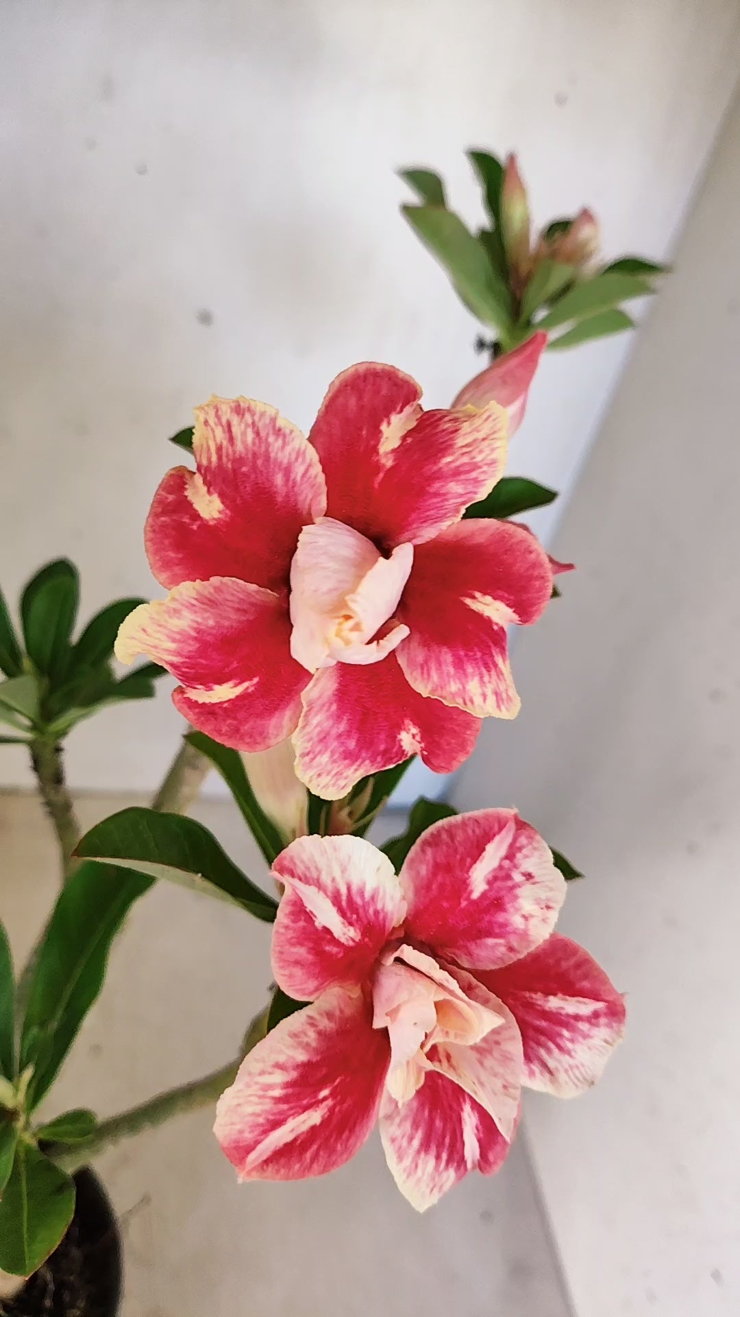 Planta Dobrada 3949 – 35cm – 03 anos