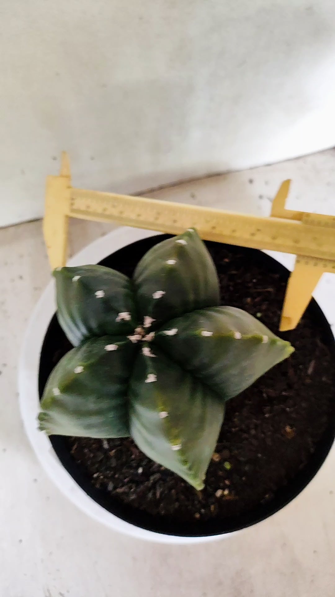 MATRIZ ASTROPHYTUM cv KIKKO "Variegata"  Nº 818 – vaso 17